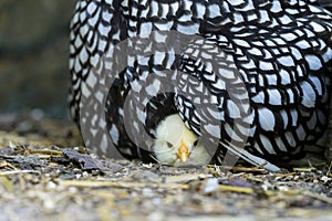 Mother Wyandotte hen with newly hatched chick sitting on a nest