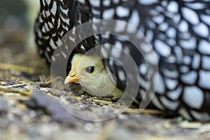 Mother Wyandotte hen with newly hatched chick sitting on a nest