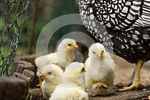 Mother Wyandotte hen with newly hatched chicks walking near a fence close up