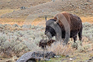 Mother and Young Bison Calf in the sagebrush photo