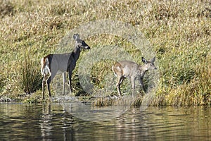 Mother and young deer by shore.