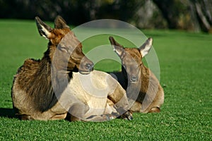 Mother and Young Elk