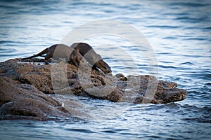 Mother and young European Otter Lutra lutra cub or kit