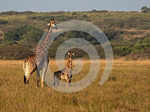 Mother and young giraffe covered in pest removing birds