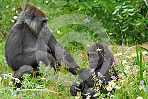 Mother with Young Gorilla