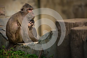 Mother and young macaque monkey on stone fence