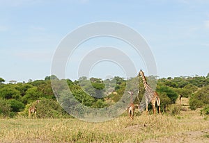 Mother with young Masai Giraffe
