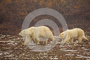 Mother and Young Polar Bear Walking