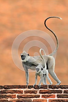 Mother and young running. Wildlife of Sri Lanka. Common Langur, Semnopithecus entellus, monkey on the orange brick building, natur