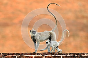 Mother and young running. Wildlife of Sri Lanka. Common Langur, Semnopithecus entellus, monkey on the orange brick building, natur