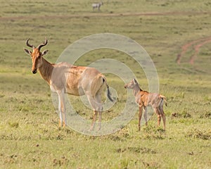 Mother and a young Topi in Serengeti National Park, Tanzania, Africa