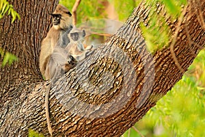 Mother and young, on the tree. Wildlife of Sri Lanka. Common Langur, Semnopithecus entellus, monkey on the orange brick building,