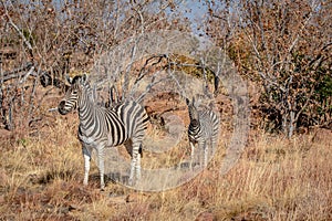 Mother Zebra with a baby Zebra