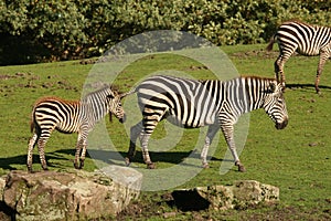 Mother zebra with child