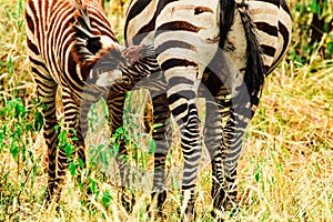Mother zebra feeding its baby