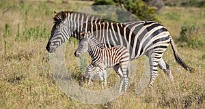 Mother Zebra and Her Foal