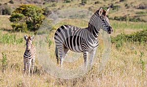 Mother Zebra and Her Foal