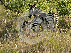 Mother zebra with young
