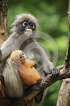 motherhood of Dusky leaf monkey, Dusky langur in southern of thailand