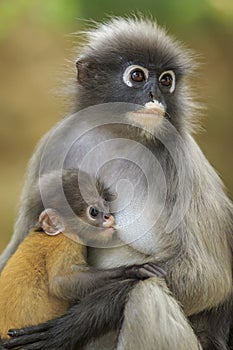 motherhood of Dusky leaf monkey, Dusky langur in southern of thailand