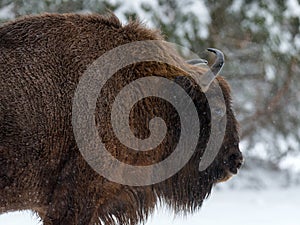 Motherly Bison Close Up. Adult Wild European Brown Bison Bison Bonasus In Winter Time. Adult Aurochs Wisent , Symbol Of The