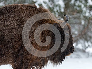 Motherly Bison Close Up. Adult Wild European Brown Bison Bison Bonasus In Winter Time. Adult Aurochs Wisent , Symbol Of The photo