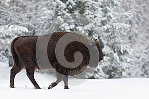 Motherly Brown Bison Close Up. Wild European Brown Bison Bison Bonasus In Winter Time. Adult Aurochs Wisent , Symbol Of The Republ