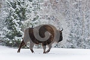 Motherly Brown Bison Walking On Snow. Wild European Brown Bison Bison Bonasus In Winter Time. Adult Aurochs Wisent ,Symbol