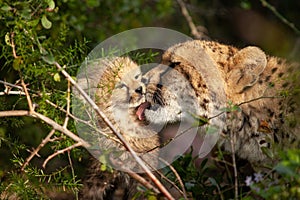 Motherly love between cheetah cub and mother