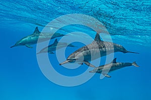 mothers and babies Spinner dolphins (Stenella longirorstris) swimming over sand in Sataya reef, Egypt, Red Sea