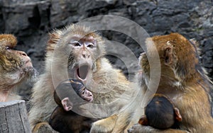 Mothers - barbary macaques photo