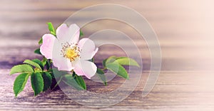 Mothers Day background with wild rose and copy space