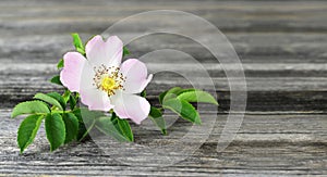 Mothers Day background. Wild rose on wooden background with copy space