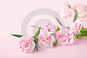 Mothers day backgrounds, pink carnations on the pink background