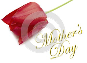 Mothers Day Type with Tulip