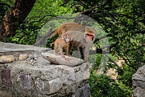 Mothers love, mansa devi temple