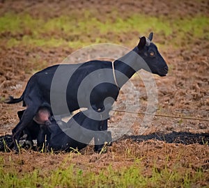 Mothers love, mother goat feeding her kids, kids drinks milks