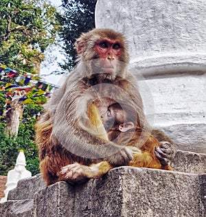 Mothers love,a Mother monkey holding her baby.