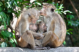 Mothers with young children Bonnet macaque monkeys photo