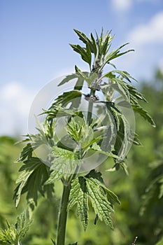 Motherwort begins to bloom in June