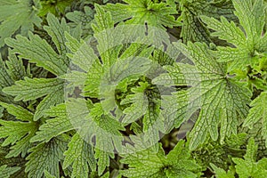 Motherwort close-up. Green leaves of medicinal plant without flowers
