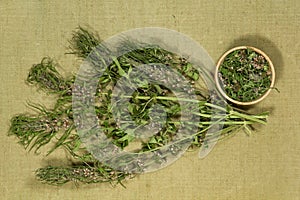 Motherwort. Dry herbs. Herbal medicine, phytotherapy medicinal h