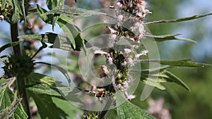 Motherwort (Leonurus cardiac) â€“ a good honey plant and herb.