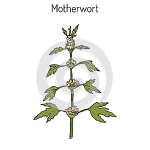 Motherwort or Leonurus cardiaca