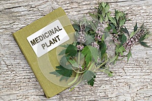 Motherwort (Leonurus cardiaca) and directory medicinal plant