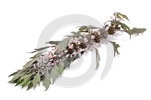 Motherwort (Leonurus Cardiaca) Isolated on White Background photo