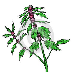 Motherwort medicinal plant photo