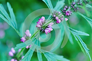 Motherwort plants photo