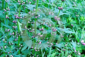Motherwort plants in field photo