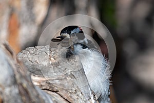 MothFull Downy Woodpecker